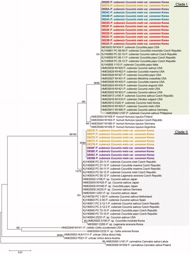 Figure 3. Minimum evolution tree of Pseudoperonospora species using cox2 mtDNA sequences. Bootstrapping values (minimum evolution BP/maximum likelihood BP) higher than 60% are shown above the branches (10,000 replicates). The scale bar equals the number of nucleotide substitutions per site. Pseudoperonospora specimens collected in four plots were marked as different colors; red for plot 1, blue for plot 2, purple for plot 3, and yellow for plot 4.