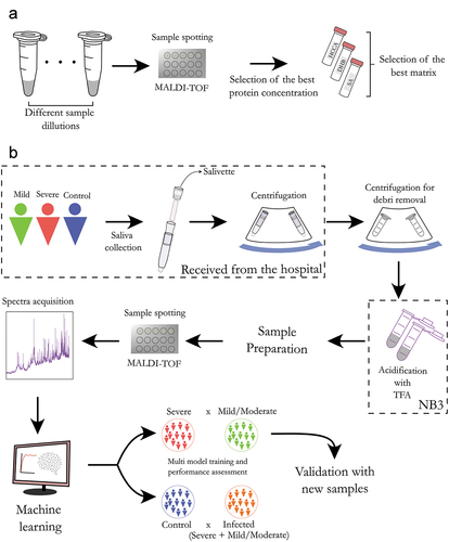 Figure 1. General workflow of the saliva sample preparation and MALDI-TOF analysis. (a) Method optimization. Initially, a range of different protein concentrations was evaluated to determine the optimal protein concentration. Subsequently, three MALDI matrices with better performances were evaluated and α-cyano-hydroxycinnamic acid (HCCA) was selected as the optimal one. (b) The sample cohort consisted of four groups: severe (ICU), mild (emergency room), moderate (department) and control. The COVID-19 diagnosis was confirmed by RT-qPCR of nasopharyngeal swabs. Saliva samples were obtained using a salivette and virus inactivation was performed in an BSL-3 laboratory. Direct spotting of saliva on the MALDI plate was performed and the proteomic profile was acquired using a MALDI-TOF MS instrument. The MALDI-TOF spectra were pre-processed and analyzed in R environment, where statistically significant protein peaks were used to train multiple machine learning algorithms for group classification (training phase). The model with the best performances was used to analyze independent samples and calculate the accuracy, sensitivity and specificity of the model (validation phase).