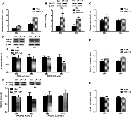 Fig. 4. The glucose uptake and glycogen concentration in the liver showed different changes at 30 and 90 days, respectively. (A) The liver glycogen content at 30 and 90 days. The protein levels of (B) GLUT2 and (D) GSK3 and the (F) phosphorylation level of GSK3 were measured by Western blotting. The gene expression levels of (C) GLUT2, (E) GSY2, and (G) GSK3β were measured by qRT-PCR.