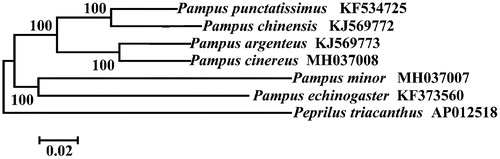Figure 1. Phylogenetic relationship using NJ algorithm among Pampus species based on 12 H-strand mitochondrial protein-coding genes, 22 tRNA, and two rRNA genes. Peprilus triacanthus (Perciformes: Stromateidae) was used as outgroup.
