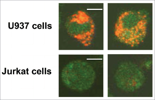 Figure 1. Differential uptake of PKH26-labeled TEX by U937tumor cells and by Jurkat T cells. Representative images showing strong internalization of PKH26-labeled TEX by U937 cells (upper row) but no TEX uptake in CD8+ Jurkat cells (lower row). TEX were isolated from supernatants of PCI-13 tumor cells and labeled with the PKH26 dye as described in Methods. Cells co-incubated with 10 µg of TEX for 24 h in a 35 mm MatTek plate were examined in a confocal microscope. The bar = 5 μm.