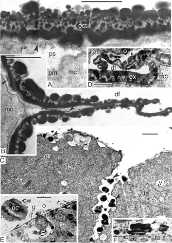 Figure 11. Young free microspore stages. A–C. Magnolia sieboldii: A. Oblique section through the microspore exine; if a section is not radial, columellae look like granules, plasma membrane and endexine lamella (arrowhead) look blurry; B. Distal fold (df), a peculiar ‘paraphrase’ of proximal fold of ferns, formed in the aperture region after the microspore release from the tetrad; fragments of the developing endexine lamella are visible also inside the fold (arrowheads); C. Tapetal cells (ta) form pro-orbicules (arrowheads) in the invaginations. D. Michelia fuscata, distal fold (df) of the microspore endexine in the vicinity of the tapetum. E, F. Magnolia delavayi: E. The inner border of a tapetal cell with orbicule (o) inside an invagination; the wall of orbicule (ow) and its core part (oc) are observed in a detached orbicule; F. Orbiculelike formations with central white line (arrowhead) appear alongside the radial wall of tapetal cell. Abbreviations: see Figure 1. Scale bars – 1 μm.
