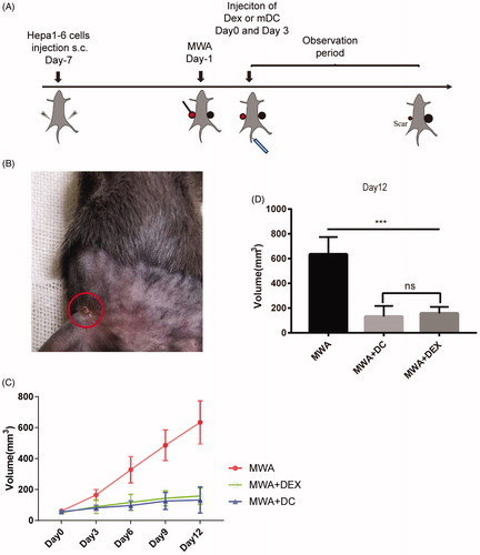 Figure 4. The treatment effect of MWA combined with Dex or mDC in murine hepa1-6 subcutaneous tumor models. (A) Time schedule outlines for the treatments in this study; 80 μg or 1 × 106 mDC were injected into the tail vein of the mice (Day 0, Day 3) after MWA; the unablation side tumor was monitored for 12 days. (B) The ablation side tumor was replaced by a small scar (Day 9). (C, D) Tumor volume was monitored and compared among three groups: (1) MWA, (2) MWA + DC, (3), and MWA + Dex. ***p<.001; NS: not significant (n = 18, six mice were used per group).