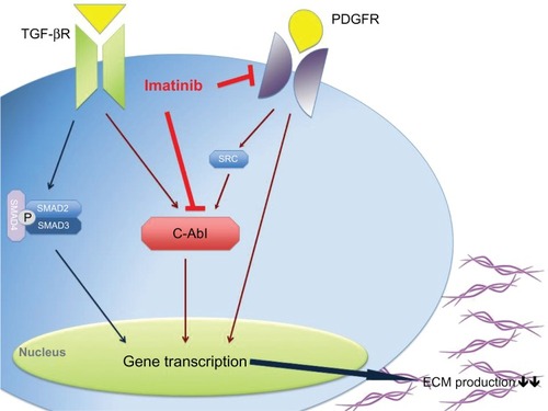 Figure 1 Imatinib seems to work in systemic sclerosis patients through the inhibition of the TGF-β and PDGF signaling pathway via c-Abl and directly by blocking PDGFR, which results in a decrease of gene transcription and consequently in a decrease in collagen production.