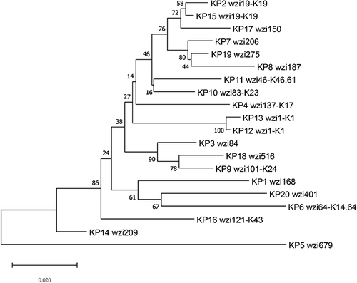 Figure 2 Phylogenetic tree of 20 K. pneumoniae isolated from sputum base on wzi gene sequence. Phylogenetic trees were constructed using MEGA 7 based on the neighbor-joining method (500 bootstrap replicates) and Jukes-Cantor distance. Each sequence corresponds indicated a distinct wzi allele. The corresponding capsular types followed the allele number.