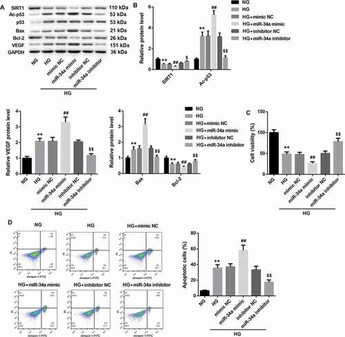 Figure 5. MiR-34a overexpression inhibits cell proliferation and promotes apoptosis of RVECs