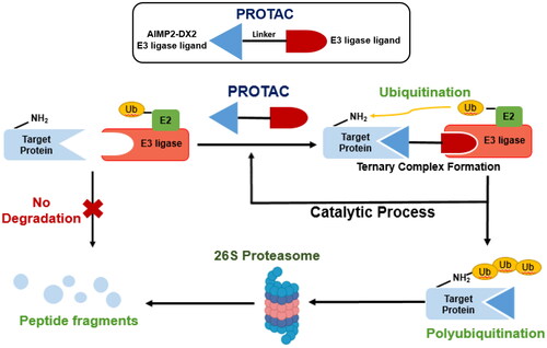 Figure 1. PROTAC composition and mechanism of PROTAC.