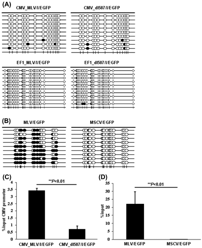 Fig. 4. Epigenetic modifications of CMV and EF1-α promoter induced by ZFP809.