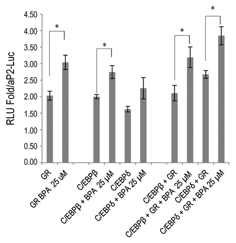 Figure 7. BPA potentiates the transcriptional activity of GR, C/EBPβ and δ at the aP2 promoter. Cos-7 cells were transfected with aP2-Luc alone, pTL2-GR or pTL2-GR with MSV-C/EBPβ or MSV-C/EBPδ. Graph shows the fold change in luciferase activity over aP2-Luc control. Error bars indicate SD (*P < 0.05).