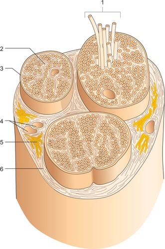 Figure 1 Constitution of a nerve in transverse section.