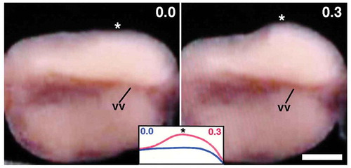 Figure 3. Ventral view of the clitellar region of a worm shortly after the completion of ovisac eggs’ movement to the ovarian coelom. Anterior is to the left. Numerals shown in the upper right of each panel indicate the time (sec) after the onset of the surface distortion. Note the quick shape change in the portion indicated by asterisks. vv, ventral vessel. Scale bar = 0.2 mm.