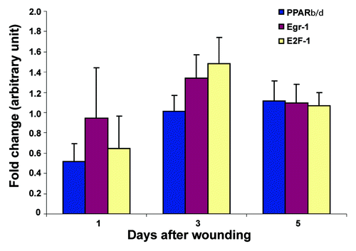 Figure 6. Expression of transcription factors differs in Nesprin-2 KO wounds. The expression of transcription factors PPAR-β/δ, EGR-1 and E2F1 was studied by qRT-PCR using RNA from wounds harvested at the indicated time points and the KO/WT ratio of mRNA for the respective transcription factors determined (five mice each from WT and KO per time point). Mean values and standard errors are shown.