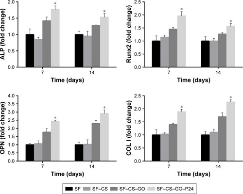Figure 7 RT-PCR assay to test the expression of osteogenic-related genes (ALP, Runx2, OPN, and COL I) of BMSCs cultured on the scaffolds under osteogenic medium condition (n=3, *P<0.05 as compared with other groups of scaffolds).Abbreviations: RT, real time; BMSC, bone marrow mesenchymal stem cell; SF, silk fibroin; CS, chitosan; GO, graphene oxide.
