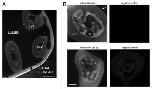 Figure 2. Profilin in the salivary gland cells of C. tentans. Salivary glands were fixed and stained with ab1 and ab2 against profilin. (A) Overview showing the architecture of the salivary gland cells and the distribution of profilin. NUC: nucleus, CYT: cytoplasm. The bar represents 60 μm. (B) The nuclear localization of profilin in the salivary gland cells revealed with antibodies ab1 and ab2, as indicated. Control glands incubated in parallel with negative control antibodies are shown to the right. CH, chromosome; NU, nucleolus; NP, nucleoplasm. The bar represents 20 μm. The arrow points at the apical surface of the cell facing the lumen.