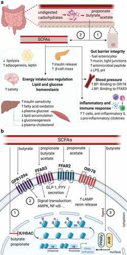 Figure 3. Beneficial roles of SCFA in cardio-metabolic health and the indirect mechanisms involved