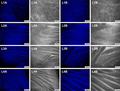 Figure 13 DAPI staining of the cell-scaffold complex after 9 days of culture (A, 100×; B, 200×).Abbreviations: DAPI, 4,6-diamidino-2-phenylindole; L, layer.