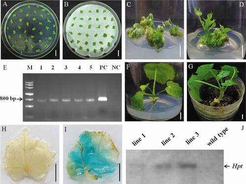 Figure 2. Establishment of genetic transformation system with adopting cotyledonary explants in J. curcas and identification of transgenic plants. (a) Cotyledons were placed onto preculture medium for 1 day after dealing explants with TDZ solution for 40 min at the concentration of 20 mg/L, (b) Agrobacterium-infected cotyledonary explants were placed onto a sheet of sterilized blotting paper on co-culture media for 2 days under dark culture, (c) Cotyledonary explants were moved onto MS medium supplemented with 200 mg/L carbenicillin, 200 mg/L cefotaxime and 1.5 mg/L hygromycin for 30 days of culture, (d) Maternal tissues with resistance buds were inoculated on MS media contained 0.4 mg/L GA3, 0.2 mg/L KT, 0.5 mg/L BA, 0.25 mg/L IAA, 1.5 mg/L hygromycin, 200 mg/L carbenicillin and 200 mg/L cefotaxime for the sake of elongation after 15 days of culture, (e) The amplification of PCR of the Hpt reporter gene in resistant buds (lines 1 to 5), M: DNA marker, PC: the plasmid positive control (p1300G), NC: untransformed negative control, (f) Grafting seedling was moved onto 1/2 MS media contained 2 mg/L Gln and 0.3 mg/L IBA at day 20, (g) Grafted plant was successfully lived well after being transplanted into soil, (h-i) GUS assay of non-transformed plantlet (h) and the transformed plant (i), (j) Results of Southern hybridization using the Hind III to digest J. curcas genome DNA (about 8 μg for each sample) from transformed plants (lines 1 to 3) and control group. Bars = 1 cm