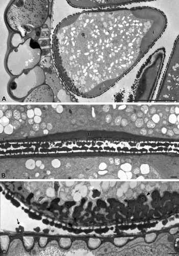 Figure 6. A–C. Carex acutiformis (TEM): A. The intine (i) is intensely thickened only in the interapertural areas; B. Two adjacent pseudomonads in cross section. The equatorial poroids with homogeneous, thick foot layer (fl). The thickened intine (i) is restricted to the interapertural area; C. Distal poroid with highly elaborated foot layer, similar to a reticulate wall ingrowth. This wall ingrowth consists of an electron-opaque inner region (asterisk) and an electron-transparent outer layer (arrowhead). The thickened intine (i) is restricted to the interapertural area. Ubisch bodies line the locular wall (arrow). Scale bars – 10 μm (A); 1 μm (B, C).