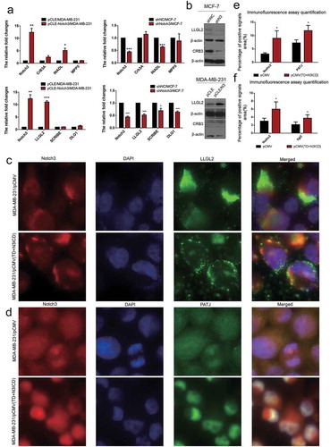 Figure 5. Ectopic overexpression of TD+N3ICD upregulates the expression of cell basal and lateral polarity complex components and promotes their appropriate localization. (a) Effects of Notch3 knockdown or overexpression on expression levels of cell basal and lateral polarity complex components in MCF-7 or MDA-MB-231 breast cells, respectively, by using qRT-PCR. (b) Effects of Notch3 knockdown or overexpression on expression levels of cell basal and lateral polarity complex components in MCF-7 or MDA-MB-231 breast cells, respectively, by using western blotting. (c) Double-label immunofluorescence staining of Notch3 (red color) and LLG2 (green color) in MDA-MB-231/pCMV and MDA-MB-231/pCMV-(TD+ N3ICD) cells, 40 ×. (d) Double-label immunofluorescence staining of Notch3 (red color) and PATJ (green color) in MDA-MB-231/pCMV and MDA-MB-231/pCMV-(TD+ N3ICD) cells, 40 ×. (e) Quantification of positive PATJ signals by calculating the positive area combined with the signal intensity. (f) Quantification of positive LLGL2 signals by calculating the positive area combined with the signal intensity. Data are presented as the mean ± SD of three independent experiments, and asterisks indicate statistical significance (*, p < 0.05; **, p < 0.01; ***, p < 0.001).