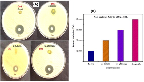 Figure 6. (A) Antibacterial activity of Cu-TiO2 NPs, and (B) ZoI comparison against various microorganisms of E.coli, S. aureus, C. albicans, and B. subtilis.