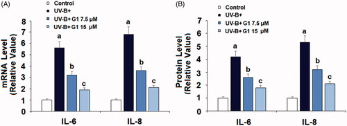 Figure 4. Treatment with the specific GPR30 agonist G1 ameliorates UV-B radiation-induced expressions and secretions of pro-inflammatory cytokines. ESCs were stimulated with ultraviolet-B (UV-B) (50 mJ/cm2) with or without 7.5, 15 μM G1 for 24 h. (A) mRNA levels of IL-6 and IL-8; (B) ELISA analysis of IL-6 and IL-8 (a, b, c, p < .01 vs. previous group, n = 5–6).