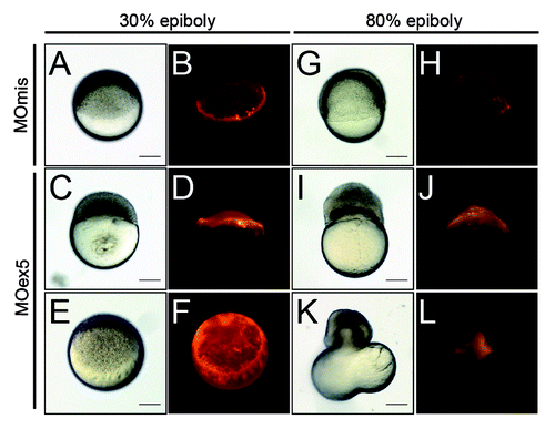 Figure 7. Inhibition of map9 expression in the YSL blocks epiboly. (A–L) At the beginning of YSL formation (23/4-3 hpf), 1 pmol of control MOmis or MOex5 and dextran-rhodamine (red) were co-injected in the YSL. Embryos were observed at 42/3 hpf (30% epiboly) and at ~8 hpf (80% epiboly). Scale bars, 200 μm.
