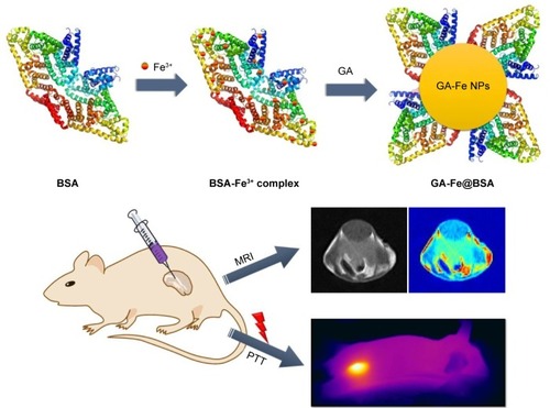 Scheme 1 Synthesis protocol for GA-Fe@BSA NPs and application of GA-Fe@BSA NPs in in vivo MRI and PTT for cancer.Abbreviations: GA, gallic acid; NPs, nanoparticles; MRI, magnetic resonance imaging; PTT, photothermal therapy.