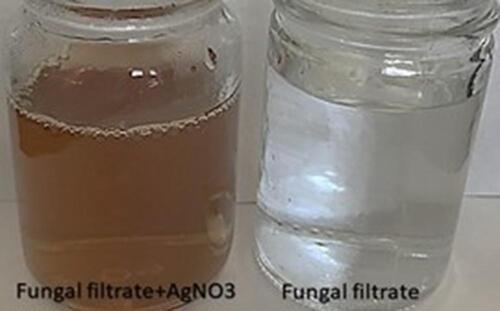 Figure 2 Biosynthesis of AgNPs indicated by color change for the reaction medium composed of 1 mM AgNO3 and fungal filtrates after 24 h (left side) and fungal filtrate (right side).