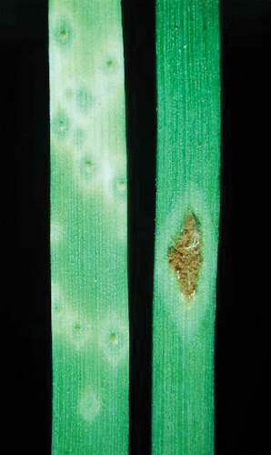 Fig. 5 (Colour online) The actual single pustule (right) sampled from a Veery #3 wheat seedling for phenotypic description of original Pgt-Ug99 isolate in 1999. The leaf on the left represent a control isolate avirulent to Sr31.
