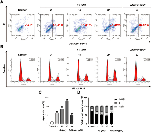 Figure 4 Apoptosis rate and cell cycle of DU145 cells treated with compound 15 or silibinin. DU145 cells were treated with compound 15 (3, 10, 30 μM) or silibinin (30 μM) for 24 hours. (A) Flow cytometry. (B) Cell cycle analysis by propidium iodide staining. (C) Quantitative analysis of apoptotic cells. (D) The percentage of cell cycle distribution. Results were mean ± SD for three individual experiments. **p < 0.01.