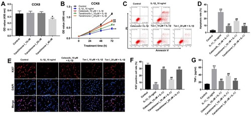 Figure 3 Tanshinone I inhibited IL-1β-induced apoptosis and inflammation in CHON-001 cells. (A) CHON-001 cells were treated with different concentrations (0, 10, 20 or 40 μM) of Tanshinone I for 24 hrs. Cell viability was detected using CCK-8 assay in CHON-001 cells. (B) CHON-001 cells were pre-treated with 10 μM celecoxib or (10 or 20 μM) Tanshinone I for 24 hrs and then stimulated with or without IL-1β (10 ng/mL) for 24, 48 and 72 hrs. Cell viability was detected using CCK-8 assay in CHON-001 cells. (C, D) CHON-001 cells were pre-treated with 10 μM celecoxib or (10 or 20 μM) Tanshinone I for 24 hrs and then stimulated with or without IL-1β (10 ng/mL) for 72 hrs. Apoptotic cells were detected with Annexin V and PI double staining. (E, F) Relative fluorescence expressions were quantified by Ki67 and DAPI staining. (G) ELISA was used to measure the production of TNF-α in CHON-001 cells. *P < 0.05, **P < 0.01 compared with control group; #P<0.05, ##P < 0.01 compared with IL-1β 10-ng/mL group.