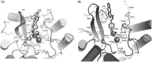 Figure 3. Docked pose of 3b into VIM-2 binding site (A) and NDM-1 (B) as found by docking protocol. The contacts established by the mentioned compounds into the active sites of the enzymes are represented by dotted lines. Metal ions were represented by spheres. Nonpolar hydrogens were omitted for the sake of clarity. For 3b in panel A, the clusters are as follows: cluster 1, ChemScore 38.86 and ΔGbind −61.74 kcal/mol; cluster 2, ChemScore 31.79 and ΔGbind −53.29 kcal/mol; cluster 3, ChemScore 27.11 and ΔGbind −40.73 kcal/mol). The pictures were generated using the PyMOL software.