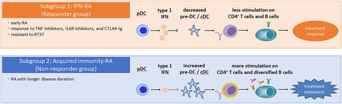 Figure 1. One hypothesis of stratifying patients with RA for treatment response. Patients with RA may be classified into two subgroups based on type I IFN, pre-DCs and AMPA repertoires. (1) Subgroup 1: patients with increased type I IFN signaling have fewer pre-DCs in the peripheral blood, reduced stimulation of CD4+ T cells and B cells, and thus a better response to therapy. This may explain why early RA is more responsive to therapy. (2) Subgroup 2: in cases of type I IFN deficiency, there is an increase in pre-DCs in the peripheral blood. This increase in pre-DCs, either as pre-DC-like cells themselves or after further differentiation into inflammatory cDC2s, stimulates antigen-specific CD4+ T cells, leading to diversity in the AMPA repertoire, which may contribute to treatment resistance. AMPA: anti-modified protein antibodies; DC: dendritic cell; IFN; interferon; RA: rheumatoid arthritis.