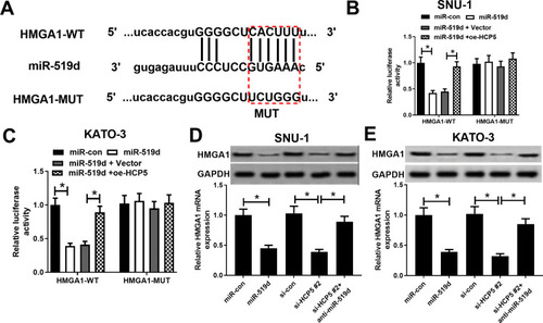 Figure 6 HCP5 elevated HMGA1 expression in GC cells through sponging miR-519d. (A) Bioinformatics analysis predicted the binding sequence of HMGA1 to miR-519d. (B and C) Dual-luciferase activity experiment was conducted to detect the binding relationship between HMGA1 and miR-519d. (D and E) The effect of miR-519d, si-HCP5 #2, or si-HCP5 #2 + anti-miR-519d on HMGA1 mRNA and protein expression level. *P < 0.05.