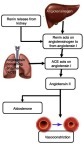 Figure 2 The RAAS is able to cause hypertension through the activity of the end products, angiotensin II and aldosterone. Angiotensin II acts on the blood vessels to cause vasoconstriction and increased blood pressure. Aldosterone leads to increased salt re-absorption in the kidneys, resulting in increased blood pressure.
