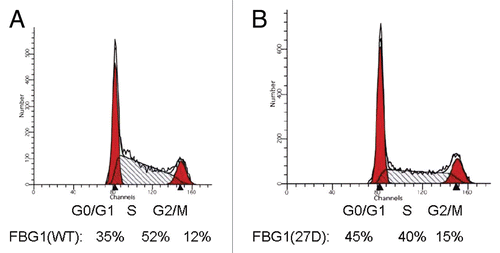 Figure 14 FBG1 causes cell cycle arrest at S phase with reduced populations in G0/G1 and G2-M. Cos-7 cells transfected with FBG1(WT) (A) or FBG1(27D) (B). Three days post transfection the cells were harvested, stained with DAPI, and sorted by FACS. Numbers below the figures represent the fraction of cells in each phase of the cell cycle.