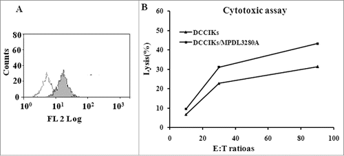 Figure 2. Cytotoxicity assay (A) Detected by flow cytometry, 23.6% CaSki cells expressed PDL1. (B)The cytotoxicity of effector cells at 10:1, 30:1 and 90:1 E/T ratios against CaSki cells was analyzed using CCK 8 assay. When lymphocytes incubated with MPDL3280A, DCCIKs increased the cytotoxic activity against CaSki cells with 37.9% at the E:T of 30 in relative to DCCIKs in the absence of MPDL3280A (p < 0 .01).