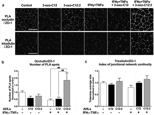 Figure 5. The 3-oxo-C12:2 AHL maintains interaction of occludin and tricellulin with their cytoplasmic partner Zonula Occludens-1 under inflammatory conditions. Caco-2/TC7 cells were treated as in Figures 2 and 3 and interactions between TJ proteins were analyzed by Proximity Ligation Assay (PLA) (a) Representative fields of structured illumination microscopy images from PLA (white spots) between occludin and Zonula Occludens-1 (ZO-1) (top) or between tricellulin and ZO-1 (bottom). Scale bar: 20 µm. (b) Quantification of Occludin/ZO-1 PLA spots (mean ± SEM of 2 or 3 replicates from 3 independent experiments, ordinary one-way ANOVA **P < .01, Holm-Sidak’s posttests: ##P < .01 vs. indicated conditions). (c) Quantification of the tubeness average size of Tricellulin/ZO-1 PLA spots, as an index of junctional network continuity (mean ± SEM of 2 or 3 replicates from 3 independent experiments, ordinary one-way ANOVA P = .23). C12 stands for 3-oxo-C12; C12:2 stands for 3-oxo-C12:2