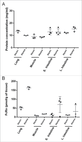 Figure 1. Tissue extraction reproducibility and heterogeneity from independent lysate preparation of dissected tissue pieces resulting from the same lung, muscle, small and large intestine samples from both homozygous and hemizygous mice showing (A) protein concentration and (B) hFcRn expression. Protein concentration was determined by absorbance at 280 nm.