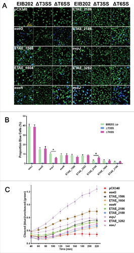 Figure 5. Identification of 9 EsrB-regulated putative effectors using HeLa cell translocation assays. (A) HeLa cells were infected with EIB202 WT, ΔT3SS, or ΔT6SS strains expressing TEM-1 fused to the 67 candidate genes. Seven hours after infection, the HeLa cells were washed and loaded with CCF2-AM. Translocation of the TEM effectors into host cells causes the cleavage of the CCF2 product, resulting in the emission of a blue fluorescence signal, whereas uncleaved CCF2 emits green fluorescence upon excitation at 409 nm. Bar = 100 µm. (B) Translocation was further determined by counting the ratio of blue cells to total cells in the foci (n = 5). *, P < 0.05 based on Student's t-test. (C) Translocation analysis based on a single-time-point translocation (STPT) assay as detailed in Materials and Methods. All the experiments were performed independently at least 3 times with 5 parallel samples.