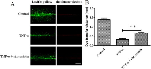 Figure 3. Simvastatin suppresses TNF-α-induced inhibition of GJIC activity in HUVECs, based on the Scrape loading assay. A: Fluorescence micrographs with Lucifer yellow (LY, MW: 457, 25 Da) and rhodamine-dextran (RD, MW: 10 kDa). (Original magnification ×10). B: The distance between the dye transfer front and the scrape line in each group. Error bars represent SD (n = 6), **P < 0.01 versus the TNF-α treatment group. Bar = 40 μm.