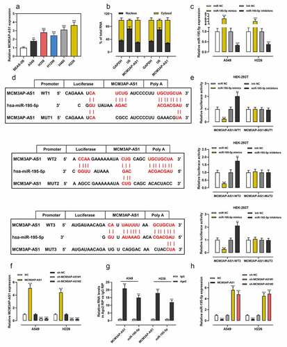 Figure 2. MCM3AP-AS1 was specifically regulated by miR-195-5p