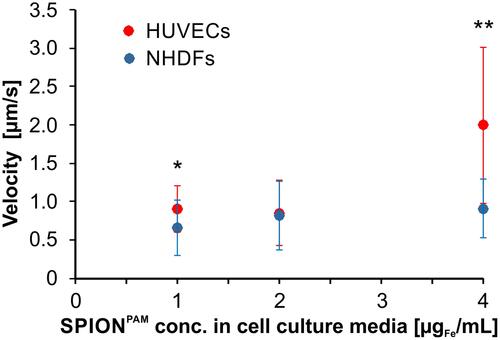 Figure 5 Summary of the magnetically induced velocities of SPION-loaded HUVEC and NHDF cell and cell clusters. HUVECs and NHDFs were incubated for 24 h with 1 µg/mL to 4 µg/mL SPIONPAM. After SPION incubation, SPION-loaded cells were detached from the surface by trypsinization, placed inside the magnet system M2 and moved on a square path by changing the direction of the quadrupole by 45° every minute. Velocities were determined from Supplementary Videos S3, S4, S5, S6, S7, and S8. Data are expressed as standard deviation of the velocity of 16 cell and cell clusters. Statistical significances between SPION-loaded HUVEC and NHDF cells are indicated with * and **. The respective confidential intervals are p ≤ 0.05 and p ≤ 0.0005, respectively, and were calculated via Student’s t-test.