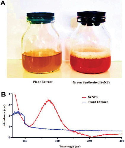 Figure 2. (A) demonstrated a reduction of Se (IV) to Se by changing the color of the SS solution to ruby red. (0). (B) UV-vis spectra of green SeNPs synthesized with V. arctostaphylos (L.) fruit extract (10% w/v).