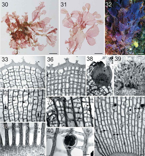 Figs 30–41. Habit and morphology of Martensia lauhiekoeloa sp. nov. Fig. 30. Isotype specimen BISH 775971 (from collection ARS 08369). Fig. 31. Holotype specimen BISH 776270 (from collection ARS 08369), a mature tetrasporic plant. Fig. 32. Voucher specimen BISH 776272 (ARS 08370), a tetrasporic plant photographed in situ. Fig. 33. Upper part of a young network showing dentate margin (BISH 776269; ARS 09461). Fig. 34. Middle portion of young network composed of primary (arrows) and secondary (arrowheads) longitudinal lamellae and cross-connecting strands (double arrowheads) making a box-like network (BISH 776269; ARS 09461). Fig. 35. Basal part of a young network showing elongated longitudinal lamellae (BISH 776272; ARS 08370). Fig. 36. Upper part of an older network showing thickened longitudinal lamellae and membranous margin with small dentations (BISH 776272; ARS 08370). Fig. 37. Older network with numerous secondarily produced short longitudinal lamellae (arrows) (BISH 776271; ARS 09471). Fig. 38. Close up of an immature cystocarp borne on network (BISH 776269; ARS 09461). Fig. 39. Interior of the immature cystocarp bearing terminal carposporangial initials (arrows) (BISH 776269; ARS 09461). Fig. 40. Close up of a tetrasporangium borne on network (BISH 776270; from collection ARS 08369). Fig. 41. Solitary, small tetrasporangia (arrows) borne on network (BISH 776270; from collection ARS 08369). Scale bars = 2 cm (Fig. 30), 1 cm (Figs 31–32), 100 µm (Figs 33–34, 36–39, 41), 50 µm (Figs 35, 40).