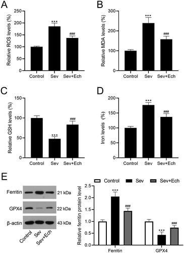Figure 6. Ech mitigates Sev-induced oxidative stress and ferroptosis in hippocampus of rats. (A) The ROS level was evaluated by a commercial kit. (B-D) The MDA, GSH, and iron levels were detected by commercial kits. (E) The ferritin and GPX4 protein levels were detected by western blot. Compared with the control group, ***p < 0.001. Compared with the Sev group, ###p < 0.001.