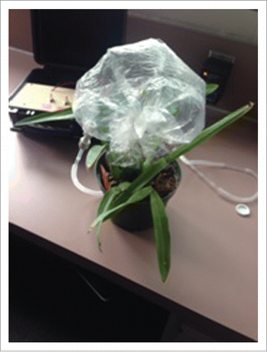 Figure 2. Image showing the collection of floral volatiles from the greenhouse grown Prosthechea cochleata. Photograph by Haleigh Ray.