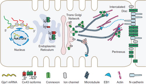Figure 1. The Cx43 lifecycle. Key steps of the lifecycle are highlighted: transcriptional control of Cx43 expression pattern and level, mTOR-regulated alternative internal translation of Gja1 mRNA, the role of smaller N-terminally truncated Cx43 isoforms in ER-to-Golgi transport, and directed targeting to the ID via the microtubule and actin cytoskeleton.