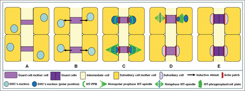 Figure 1. Diagram illustrating the development of Zea mays stomatal complexes. MT: microtubule; PPB: preprophase band; SMC: subsidiary cell mother cell.