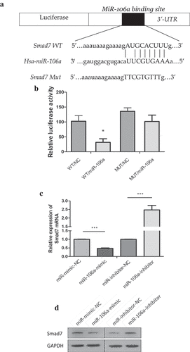 Figure 3. Correlation between miR-106a and Smad7. A. The wild type and mutant type of Smad7 3’-UTR regions were shown with the miR-106a sequence. B. Luciferase assay for detection of the direct regulation of miR-106a and Smad7. *P < 0.01. C. qRT-PCR detection of Smad7 mRNA in AGS cells transfected with miR-106a-mimic, mimic-NC, miR-106a-inhibitor and inhibitor-NC. ***P < 0.001. D. Western blot analysis for the protein level of Smad7. E. qRT-PCR detection of miR-106a or Smad7 in matched gastric cancer tissues and normal tissues. ***P < 0.001. F. The expression of miR-106a and Smad7 in gastric cancer and adjacent non-tumor tissues. The representative graphs of in situ hybridization and immunohistochemistry. G. The negative correlation between miR-106a and Smad7 in gastric cancer tissues. Expression values were expressed in 2−ΔΔCt. H. The expression trends of miR-106a in gastric cancer tissues. The normalized expression values were expression in log22−ΔΔCt